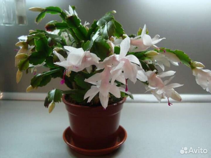 Декабрист белый