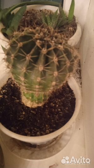 Кактус и каланхоэ