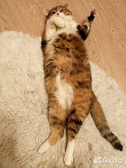Кошка в дар