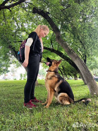 Кинолог, дрессировка собак