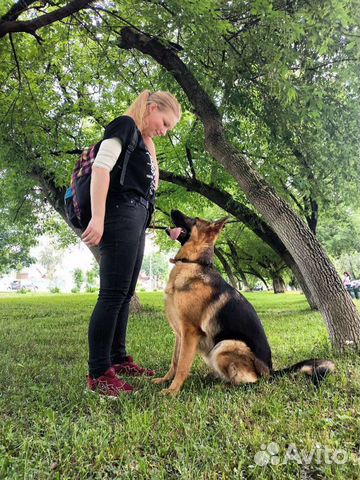 Кинолог, дрессировка собак