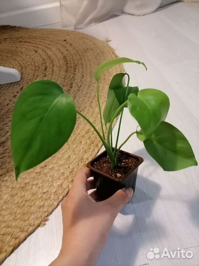 Монстера мелколистная