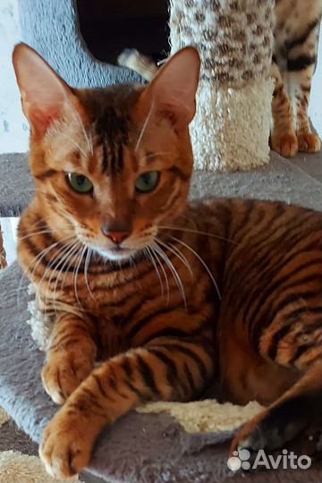 Тойгер котята