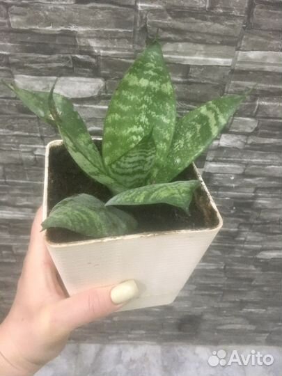 Сансевиерия