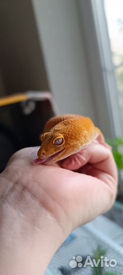 Эублефар с террариумом комплект