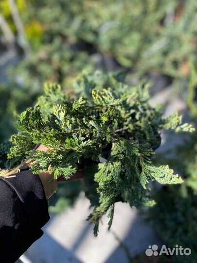 Можжевельник Грин карпет. Блу карпет и другие