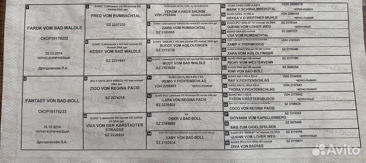 Вязка собак немецкая овчарка