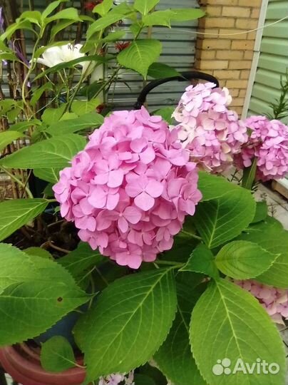 Гортензия розовая и красная, большие кусты