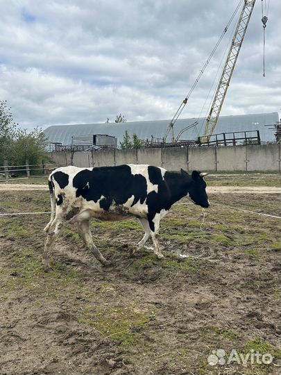 Дойные коровы
