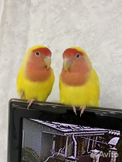 Попугаи неразлучники