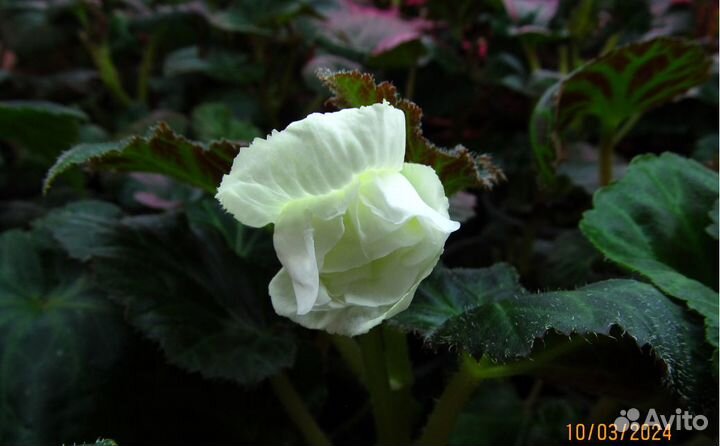 Рассада бегонии