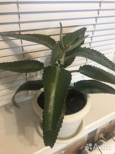 Каланхоэ от насморка