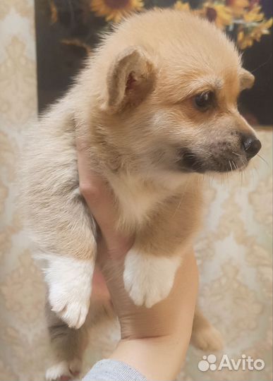 Рыжие щенки вельш корги пемброк