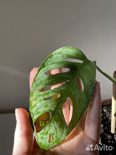 Комнатное растение, монстера манки