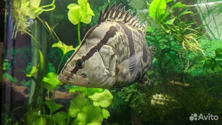 Аквариумные рыбки