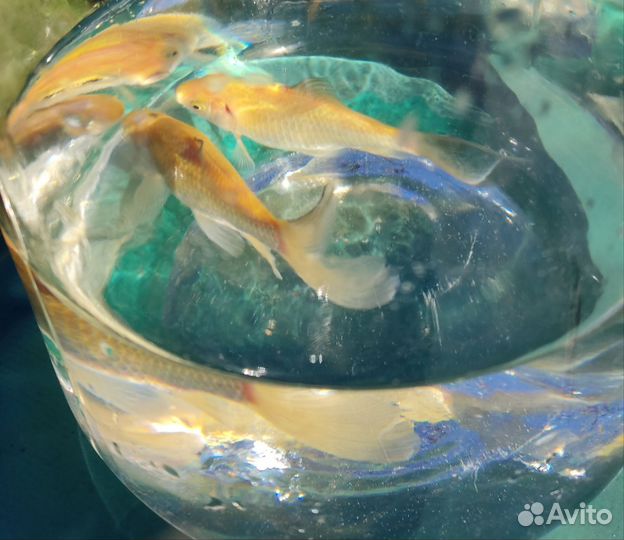 Рыбки золотые прудовые