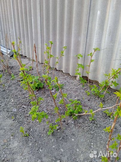 Саженцы желтой малины