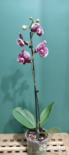 Орхидея фаленопсис