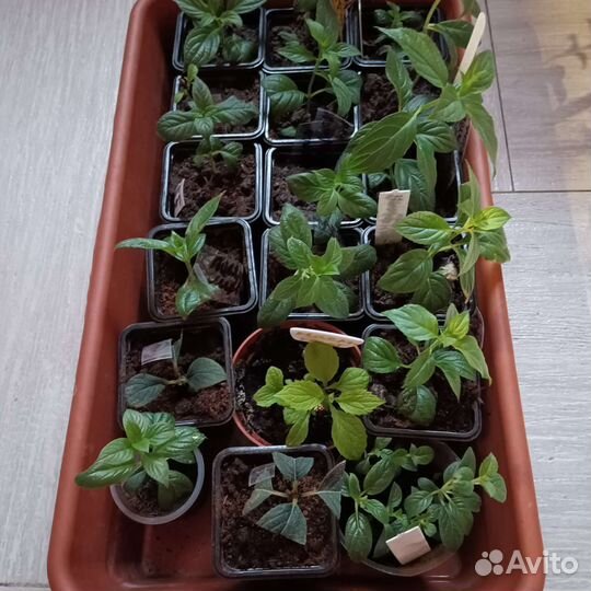 Рассада гортензий черенки