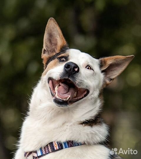 Собака в добрые руки