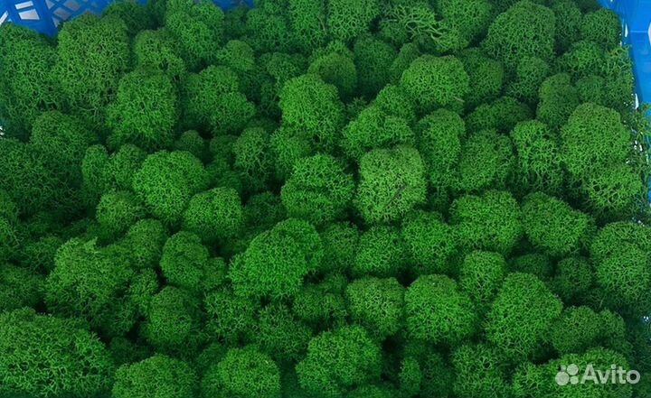 Стабилизированный мох