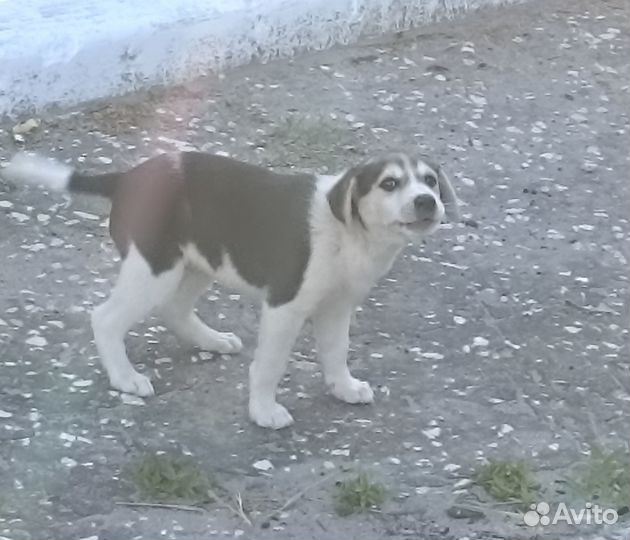 Щенки в добрые руки