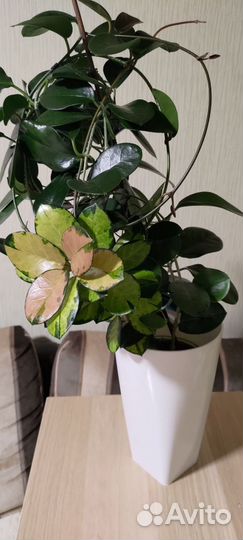 Хойя взрослая