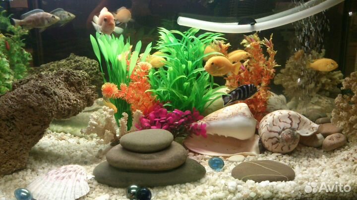 Аквариум