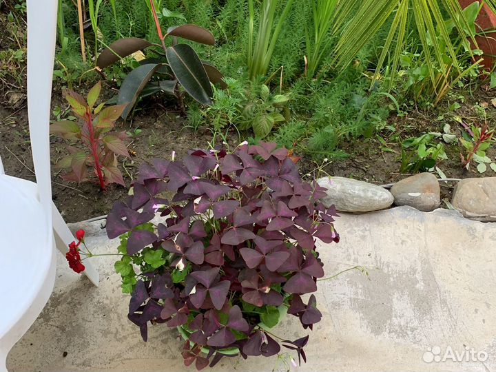 Кислица оксалис