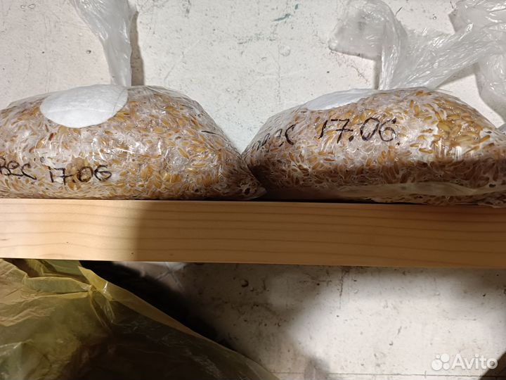 Мицелий вешенки