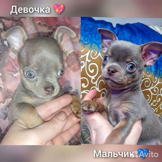 Шикарные мини дети