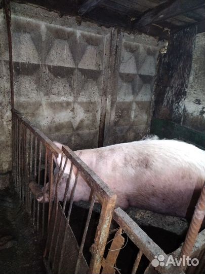 Свиноматки на племя