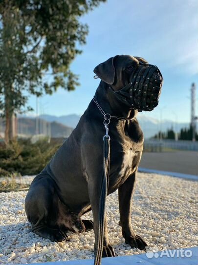 Щенки кане Корсо