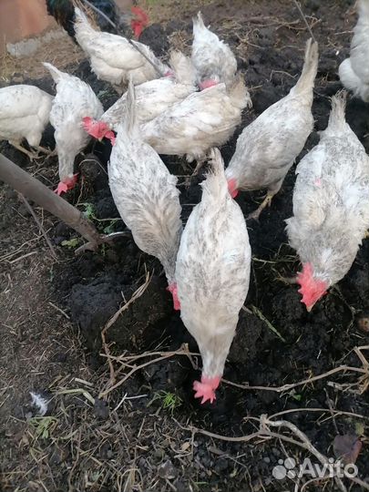 Куры несушки продам
