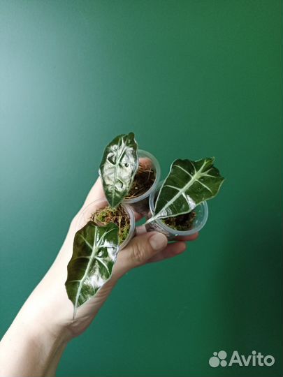 Polly алоказия