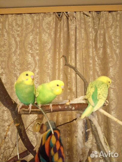 Птенцы волнистый попугай