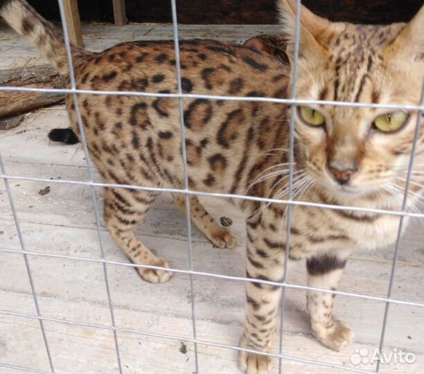 Бенгальские котята