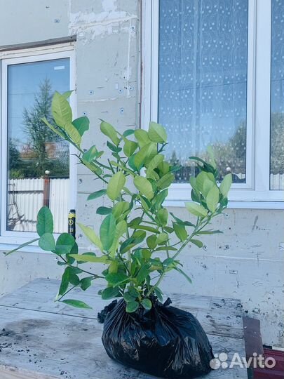 Лимонное дерево с плодами