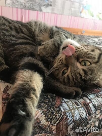 Шотландский кот бесплатно
