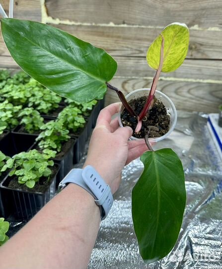 Комнатные цветы