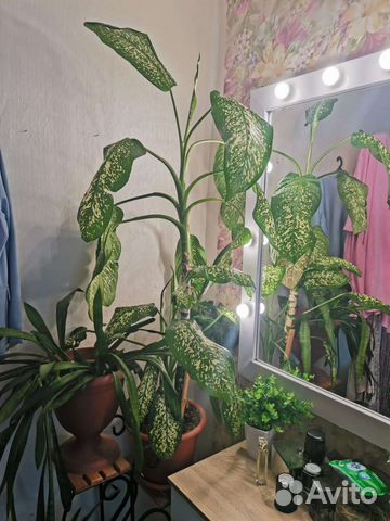 Диффенбахия 1,5 м