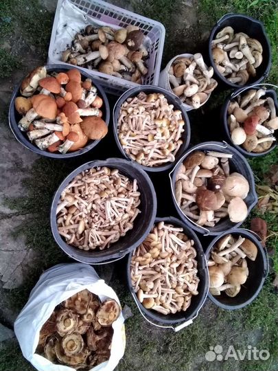 Грибы свежие:опята, подосиновики,коровники