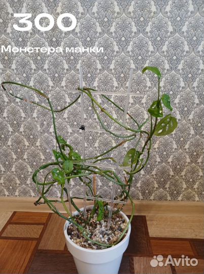 Комнатные цветы