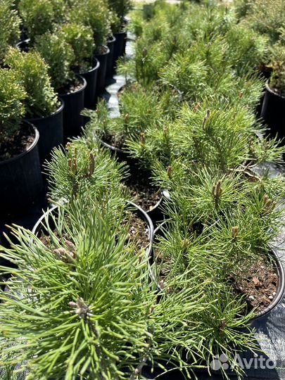 Хвойные растения