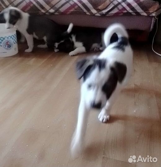 Алабаистые щенки дворняги
