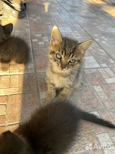 Котята в добрые руки даром