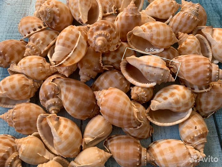 Ракушки морские 1кг