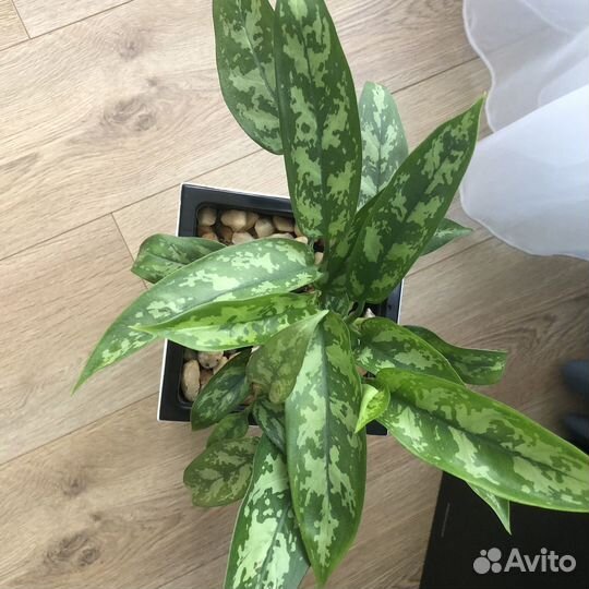 Спатифиллум