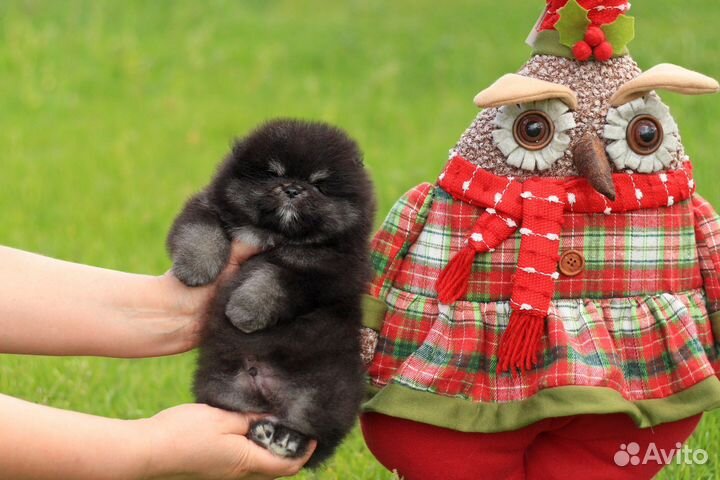 Собака