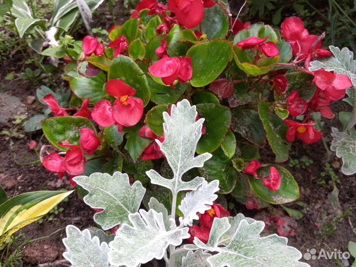 Бегония вецноцветущая, портулак вегетативный